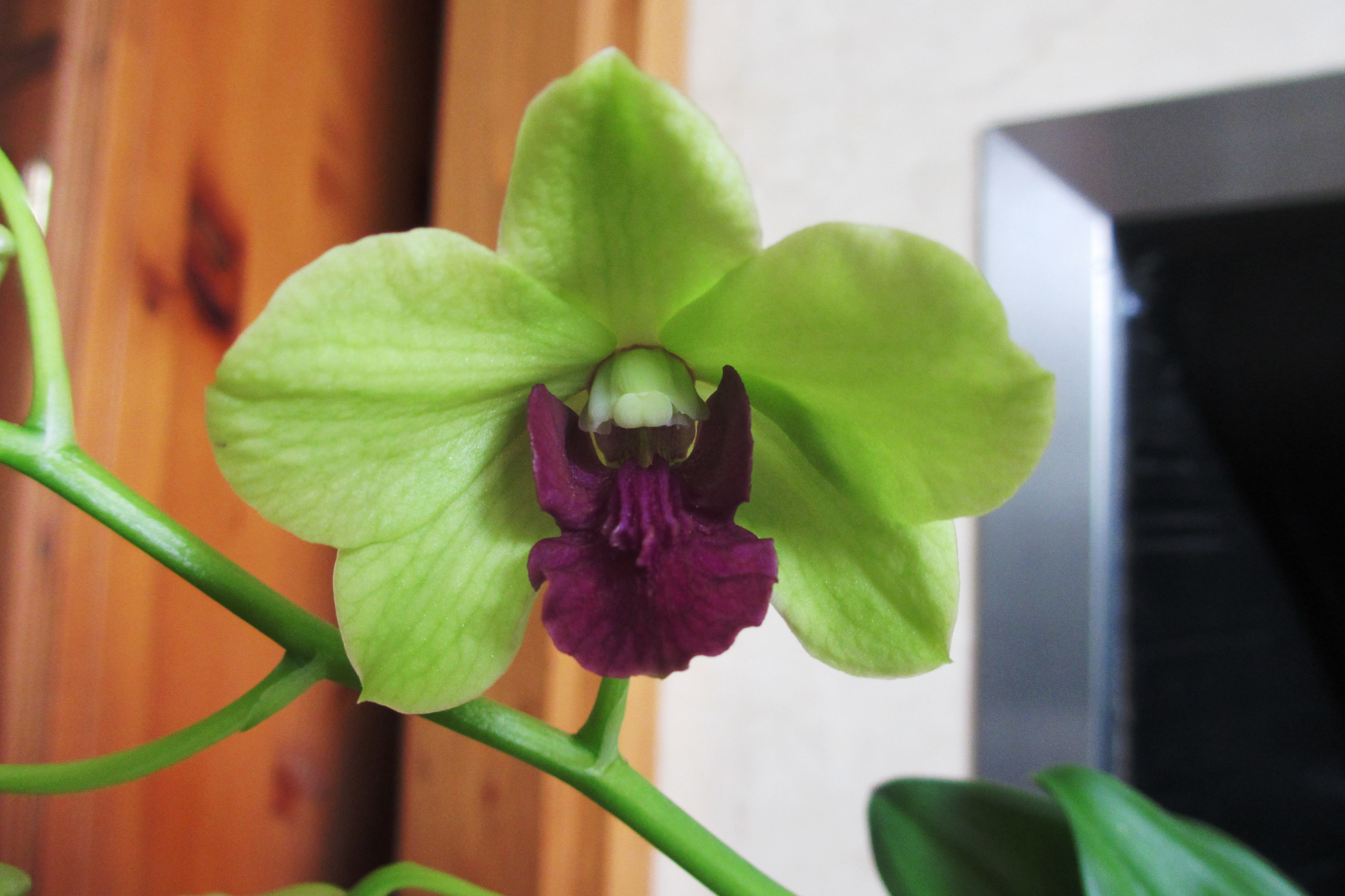 No I.D. Dendrobium Phalaenopsis is in bloom – My Orchid Diary